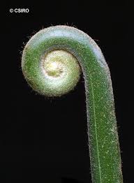 Image result for Microlepia speluncae