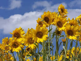 Find images of mountain flower. The Traveling Naturalist Solid Gold In The Rockies