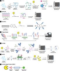 Biochemical Tools for Tracking Proteolysis