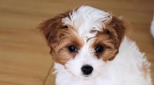 Maltese Mixes 28 Totally Adorable Maltese Crossbreeds