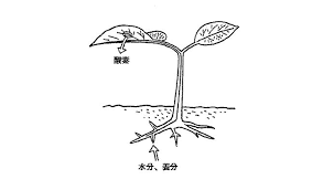 植物 が 水 を 吸い上げる 仕組み