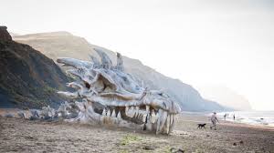 Tons of awesome game of thrones dragon wallpapers to download for free. Game Of Thrones Dragon Skull On Beach Wallpaper In 1536x864 Resolution