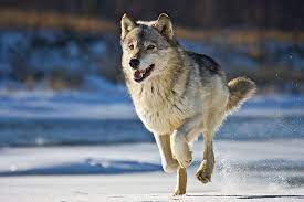 Wolf On The Run Grey Wolf Photography Wolf Poses Wolf Photography