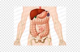 Principles of abdominal anatomy by jehh87 17085 views. Abdomen Organ Anatomy Stomach Human Body Abdomen Anatomy Human Anatomy Abdomen Png Pngwing