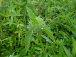 Image result for Leucas martinicensis