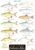 Guide To British Freshwater Fishes Identification Chart By