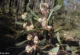 Image result for Cyclocarpa