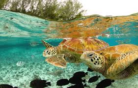 Amazing Wildlife Photography Animal Photography Animals Of The World Animals Beautiful