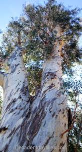 Vox pópuli significado y ejemplos vox populi vox dei means vox now promi shopping queen vox now sing meinen song die story vox populi lyrics 30 seconds vox populi vox dei flash game. Eucalyptus Gum Tree Facts Daylilies In Australia