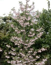 Image result for Halesia