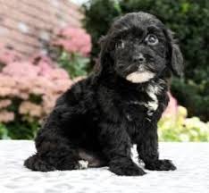 Paws'n'pups has curated the most comprehensive list of cavapoo breeders from around the world to help you find the puppy of your dreams! Arrow Cavapoo Puppy For Sale In Lewisburg Pa Lancaster Puppies Puppies Puppies For Sale Cavapoo Puppies