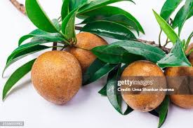 Image result for Manilkara zapota