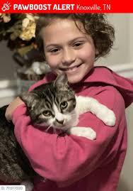 UPDATE: REUNITED!! Midge is home safe & sound after 3 hours, 58 minutes :)  Please spread the word for this lost cat. Midge was LOST