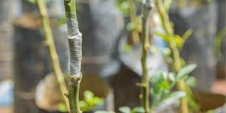 Your garden supply and advice hq. 2tpagv8yytul4m