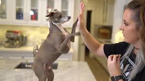 We did not find results for: 17 Jenna Marbles Kermit The Dog Moments
