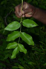 Image result for Schrebera