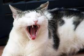 Kedilerin Dis Sagligi Ve Disleri Fircalama