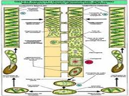 Setiap sel spirogyra mengandung sebutir kloroplas yang umumnya berukuran besar dan terikat dalam sitoplasma. Chorophyta Spirogyra Sp Ppt Download