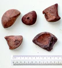 Image result for Xylocarpus