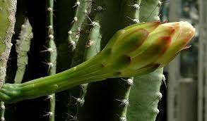 Image result for Cereus jamacaru