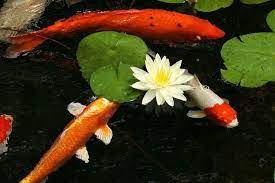 This list of design ideas covers several koi pond variations. Koi Pond Design Ideas Add A Japanese Garden Feature To Your Landscape