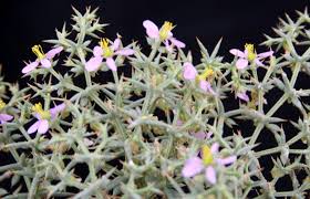 Image result for Fagonia isotricha