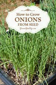 How To Grow Onions From Seed Growing Onions Growing Onions From Seed Growing Vegetables
