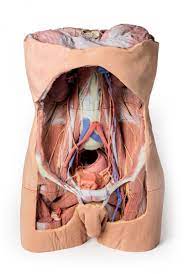 It is an artery, meaning that it carries blood away from the heart. Posterior Abdominal Wall 3d Anatomy Series Erler Zimmer