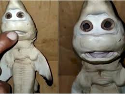 Dikutuk ibunya jadi buaya karena durhaka, benarkah ini kejadian di bogor jawa barat.??? Menyeramkan Bayi Ikan Hiu Berwajah Manusia Seperti Kasus Manusia Durhaka Yang Terkutuk Indozone Id