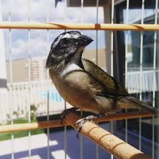 Canto De Trinca Ferro No Mato Trinca Ferro Casa Dos Passaros Passaros Trinco Animais