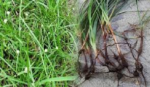 Rumput laut masuk ke dalam kelompok algae dan terdiri dari beberapa tipe seperti alga cokelat, alga merah, dan alga hijau. Gambar Rumput Teki Beserta Bagian Bagiannya