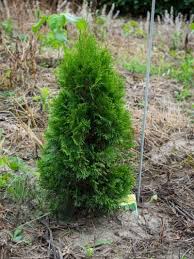 Arborvitae Emerald Green How To Grow Emerald Green