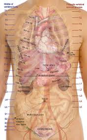 The torso muscles attach to the skeletal core of the trunk, and depending on their location are divided into two large groups: The Contents Of An Emt Brain Medicalschool Surface Projections Of The Major Medical Anatomy Body Anatomy Physiology