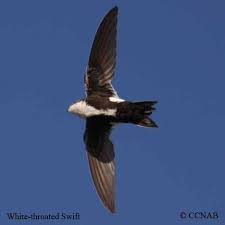 Black And White Birds In Northern California White Throated Swift White Throated Swift Pictures Swifts Of North America Birds Black And White Birds Nueces County Bird Species