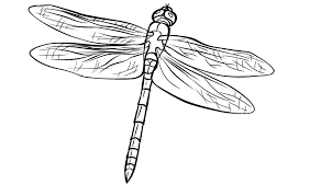 Free Dragonfly Coloring Page 7 Dragonfly Images Coloring Pages Dragonfly Wings
