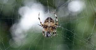 Meaning in the language of spider webs. Sains Dalam Alquran Rapuhnya Sarang Laba Laba Okezone Muslim