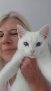 Looking for Owner of this young Lady she has been scanned and no chip was  found , Believed to be from Barmulloch area Glasgow Possibly went missing  about a mth ago Sorry