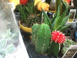 * our san pedro cactus plants are located in climate zone 9, as in the san pedro's natural habitat. Trichocereus Growers Unite The Ethnobotanical Garden Shroomery Message Board