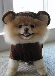 30 Dogs Dogs Dogs Ok A Kitten Ideas Dogs Puppies Cute Animals