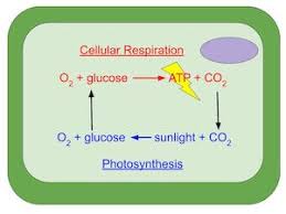 Invading protobacteria, which then coevolved with the. Plant Cell Mitochondria Function What Do Mitochondria Do In A Plant Cell Video Lesson Transcript Study Com