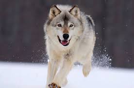 Find the perfect wolf picture from over 1,000 of the best wolf images. Cute Wolf Wallpaper Hd