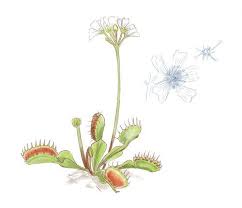 Venus Flytrap Art Dionaea Muscipula Carnivorous Plant