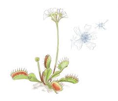 venus flytrap art dionaea muscipula carnivorous plant