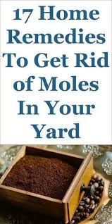 Moles are a common pest that affect people's lawns all over the world. 17 Home Remedies Mole Repellents To Get Rid Of Moles In Your Yard Fast Mole Repellent Mole Repellent Mole Mole Removal Yard