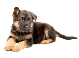 German shepherd dogs are black, black/tan, red/black, and sable, with some controversial white and cream color combos growing in popularity in. 1 German Shepherd Puppies For Sale In San Francisco Uptown