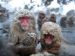 The 50 Best Animal Photos Of 2012 Jigokudani Monkey Park Snow Monkey Animals