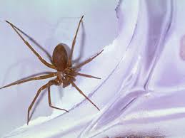 Image result for große winkelspinne biss haut reaktion