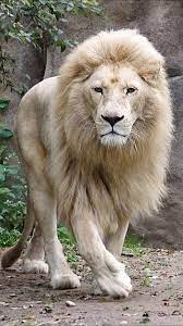 There are so many wallpaper of white lion in high resolution for your device. White Lion Wallpapers Hd Free For Android Apk Download