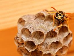Differencier Abeilles Guepes Frelons Talenes Et Bourdons Guepe Abeille Frelon