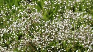 Tiny Flower Wallpaper With Baby S Breath Flower Hd Wallpapers Wallpapers Download High Resolution Wallpapers